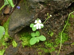 Stylidium candelabrum