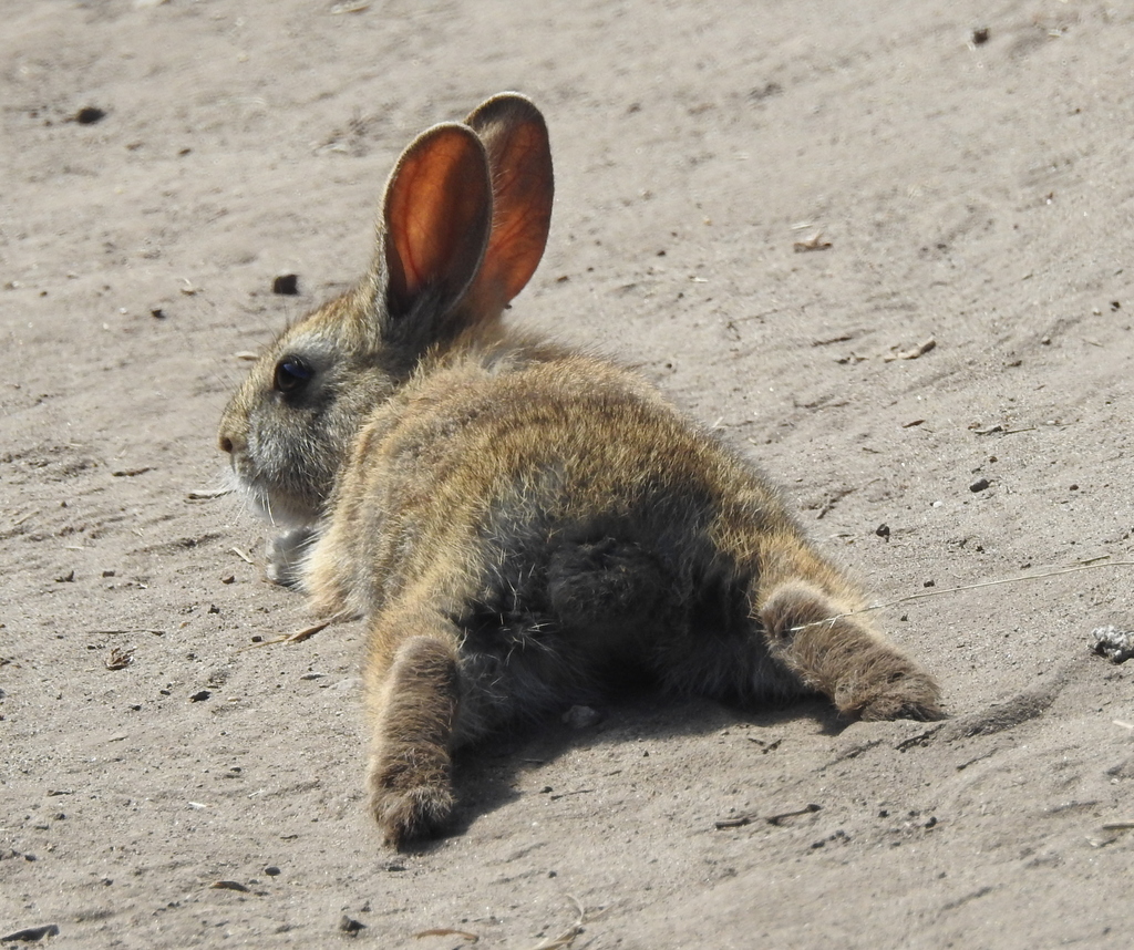 Brush Rabbit from Marin County, CA, USA on August 24, 2023 at 03:49 PM ...