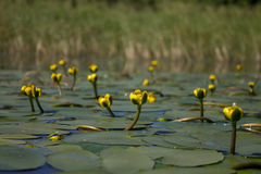 Nuphar pumila