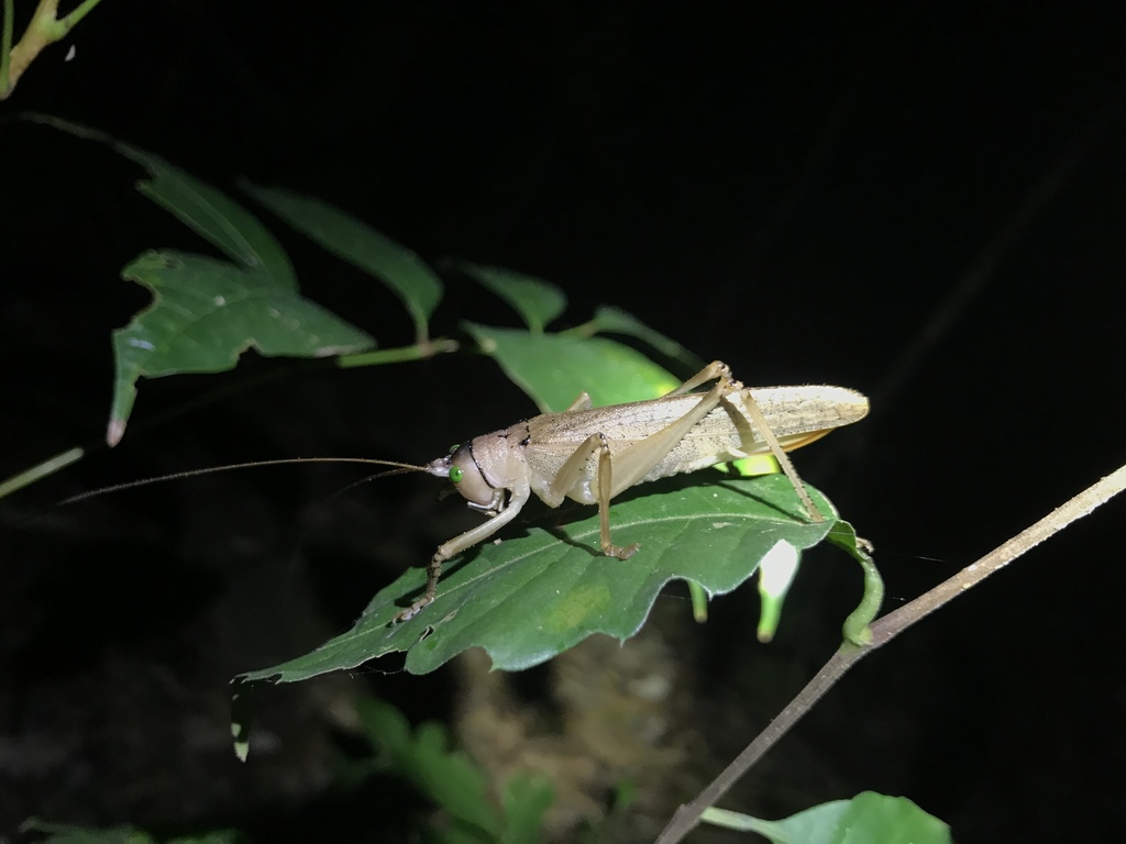 Eubliastes