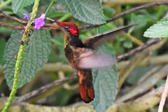 Chrysolampis mosquitus