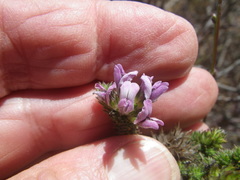 Aspalathus cephalotes