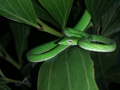 Ahaetulla prasina
