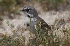 Artemisiospiza belli