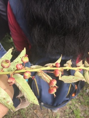 Phyllanthus salviifolius