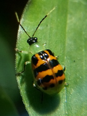Diabrotica limitata
