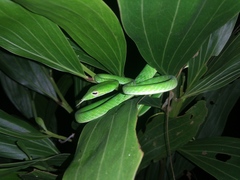 Ahaetulla prasina