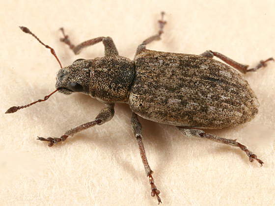 Sweetclover weevil