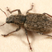 Sweetclover Weevil - Photo (c) Tom Murray, some rights reserved (CC BY-NC), uploaded by Tom Murray