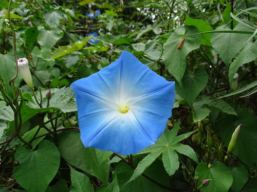 Image of Ipomoea tricolor by (c) Alexis López Hernández, some rights reserved (CC BY)