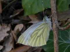Pieris napi