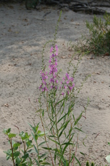 Lythrum virgatum