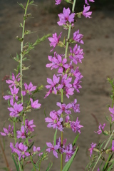 Lythrum virgatum