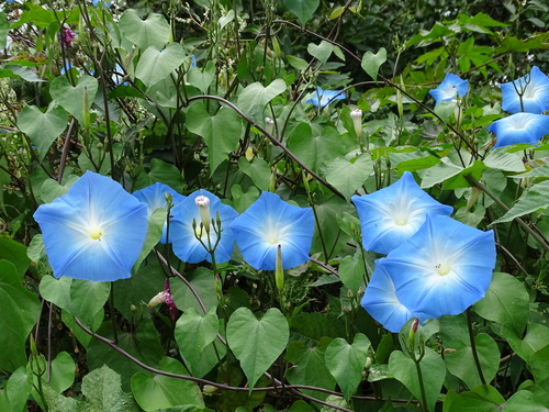 Image of Ipomoea tricolor by (c) Alexis López Hernández, some rights reserved (CC BY)
