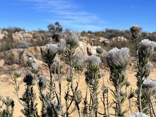 Cederberg kuif hardleaf (Phylica leipoldtii)