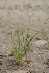 Carex bohemica