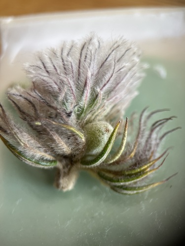 Image of Phylica leipoldtii by (c) Charleen Brunke, some rights reserved (CC BY)