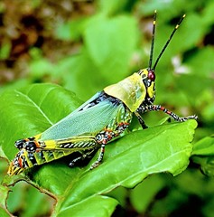 Zonocerus variegatus