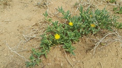 Malephora thunbergii