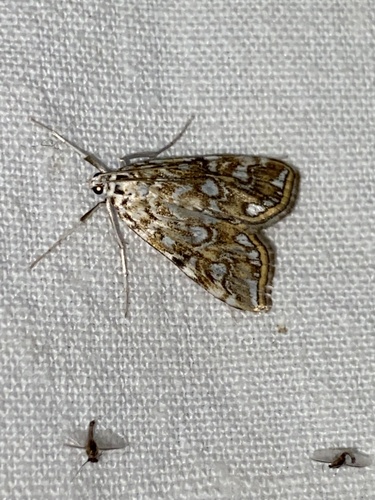 Elophila nymphaeata