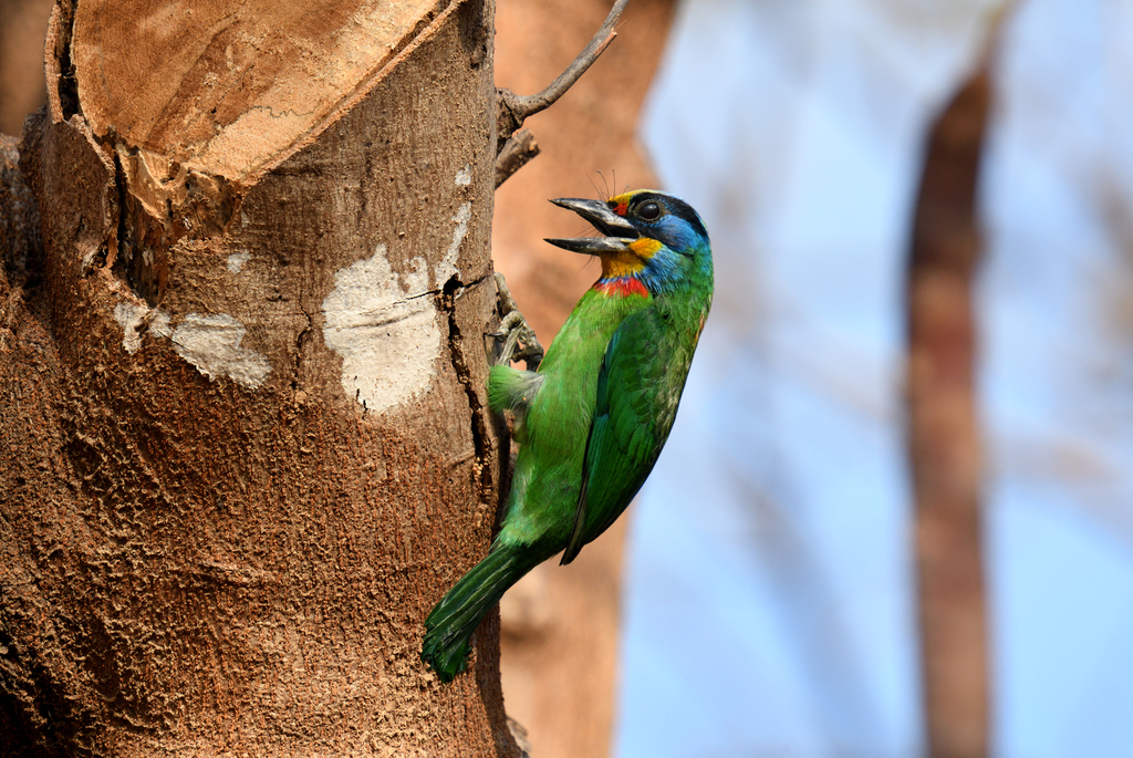 Taiwan Barbet (Psilopogon nuchalis) photo