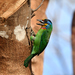 五色鳥 - Photo 由 Liu JimFood 所上傳的 (c) Liu JimFood，保留部份權利CC BY-NC