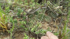 Trichodiadema rogersiae