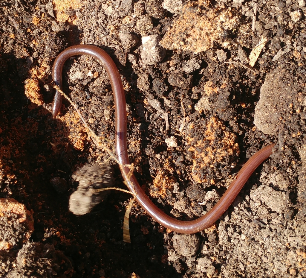 Syrian Blind Snake