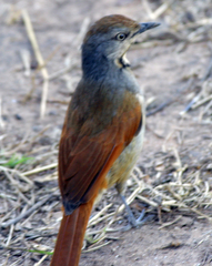 Cichladusa arquata