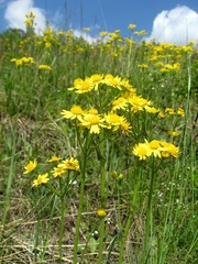 Tephroseris integrifolia