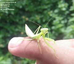 Rhombomantis tectiformis