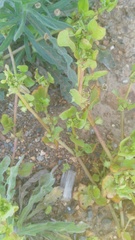 Rumex hypogaeus