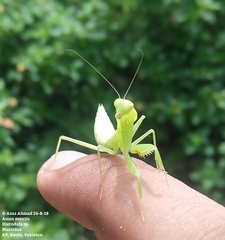Rhombomantis tectiformis