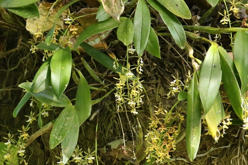 Image of Epidendrum stamfordianum by (c) Thibaud Aronson, some rights reserved (CC BY-SA)