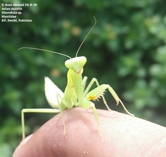 Rhombomantis tectiformis