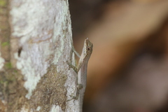 Anolis apletophallus
