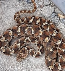 Echis leucogaster