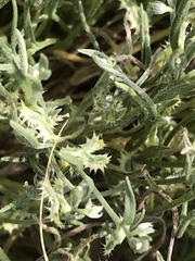 Pectocarya platycarpa