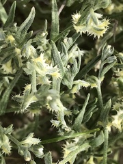 Pectocarya platycarpa