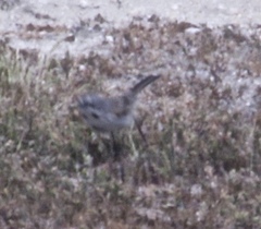 Artemisiospiza belli