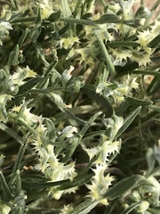 Pectocarya platycarpa