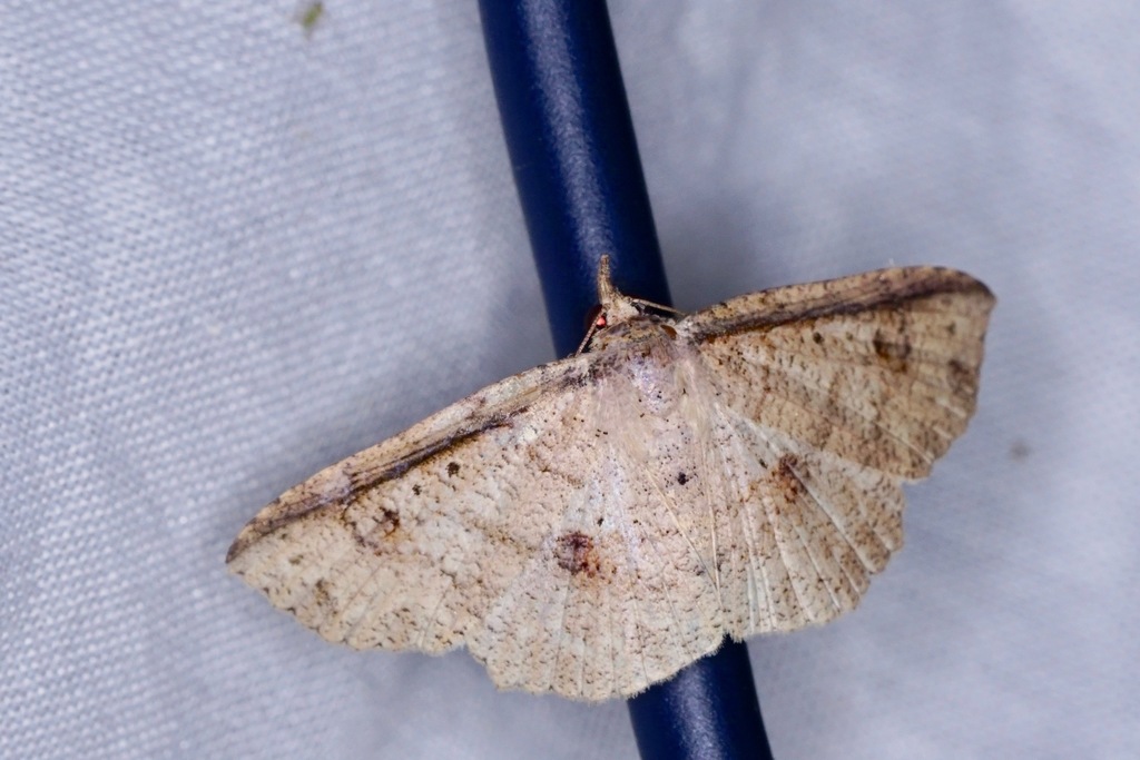 Erebostrota
