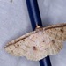 Erebostrota stenelea - Photo (c) guus dekkers, algunos derechos reservados (CC BY-NC), subido por guus dekkers