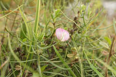 Ononis spinosa procurrens