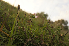 Ononis spinosa procurrens