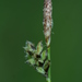 Carex montana - Photo (c) Vadim Prokhorov, algunos derechos reservados (CC BY-NC), subido por Vadim Prokhorov