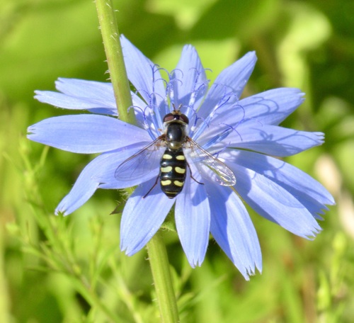 Bare-winged Aphideater photo 3