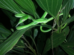 Ahaetulla prasina