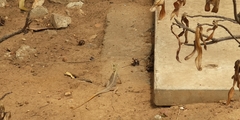 Agama