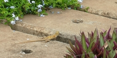 Agama